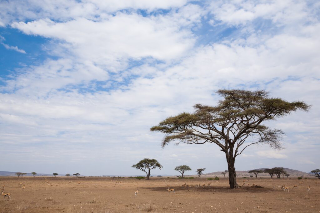 Serengeti National Park landscape, Tanzania, Africa