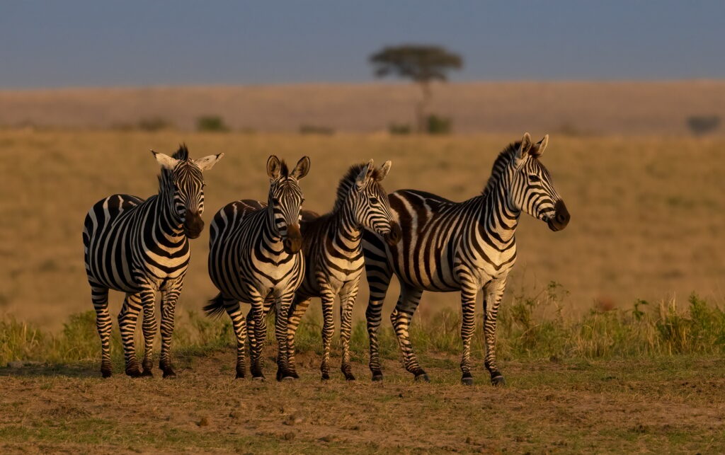 Zebra in the Mara, Africa