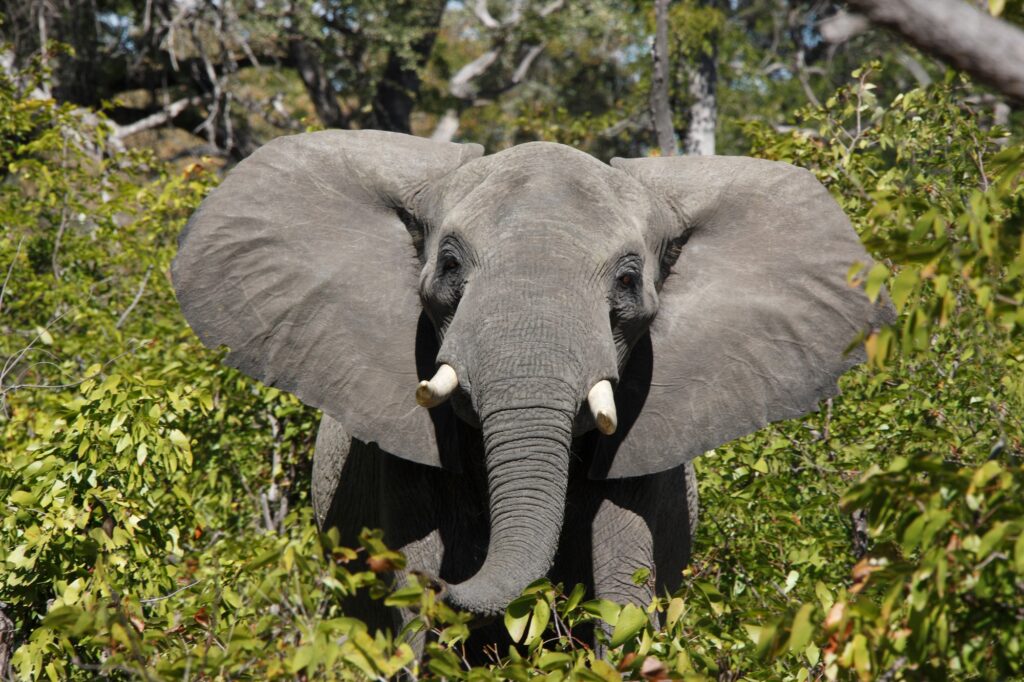African Elephant - Zimbabwe