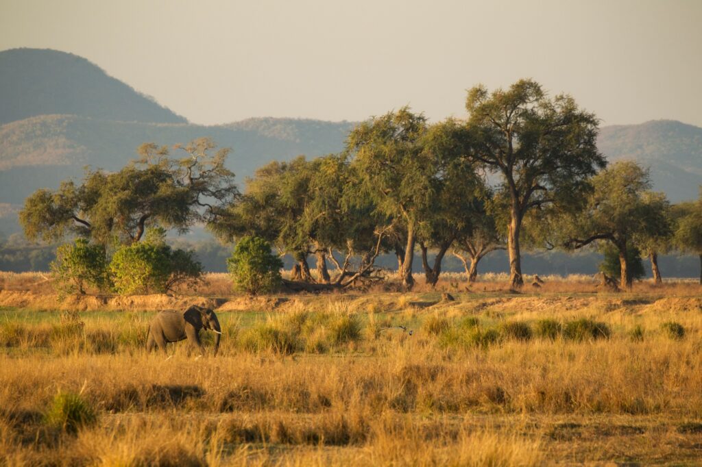 Elephant (Loxodonta Africana), Mana Pools, Zimbabwe