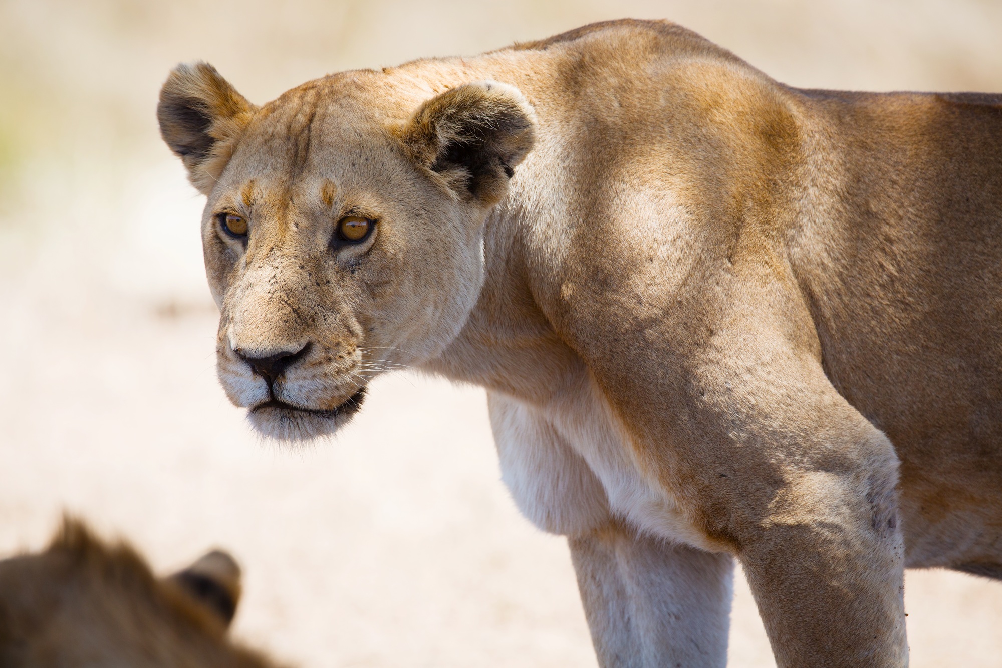 Lion in Tanzania