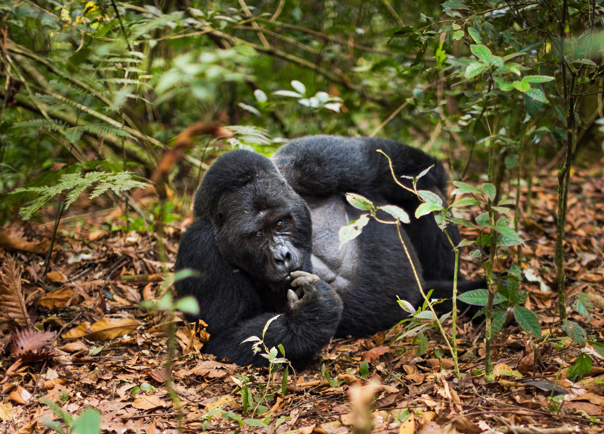 Mountain gorilla, Volcanoes National Park, Rwanda